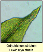 Orthotrichum striatum, Smooth Bristle-moss