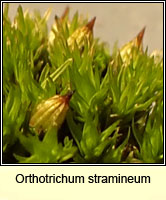 Orthotrichum stramineum, Straw Bristle-moss