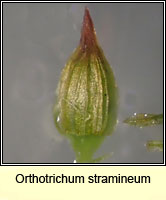 Orthotrichum stramineum, Straw Bristle-moss