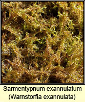 Sarmentypnum exannulatum, Ringless Hook-moss