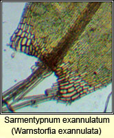 Sarmentypnum exannulatum, Ringless Hook-moss