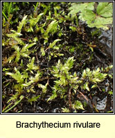 Brachythecium rivulare, River Feather-moss