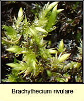 Brachythecium rivulare, River Feather-moss