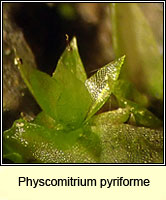 Physcomitrium pyriforme, Common Bladder-moss