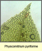 Physcomitrium pyriforme, Common Bladder-moss