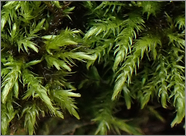 Hygroamblystegium varium, Willow Feather-moss