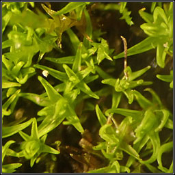 Trichostomum crispulum, Curly Crisp-moss