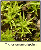Trichostomum crispulum
