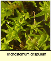 Trichostomum crispulum