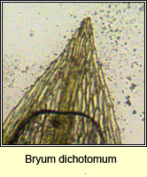 Bryum dichotomum