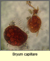 Bryum capillare