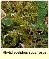 Rhytidiadelphus squarrosus, Springy turf-moss