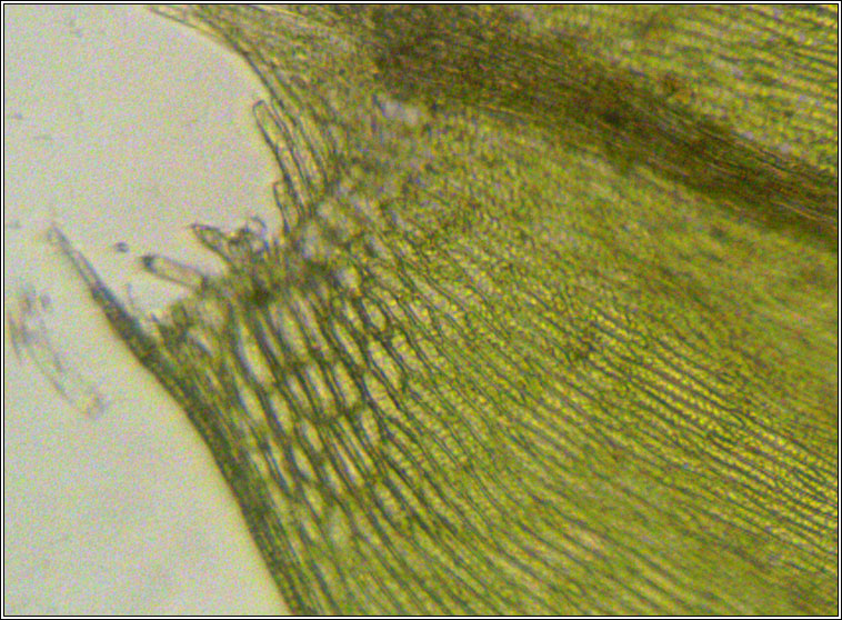 Brachythecium rutabulum, Rough-stalked Feather-moss
