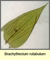 Brachythecium rutabulum