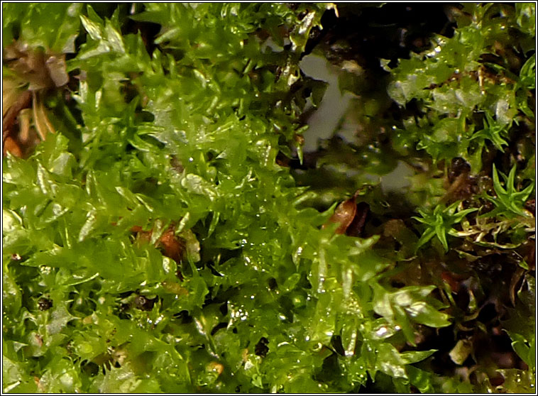Oxyrrhynchium hians, Swartz's Feather-moss