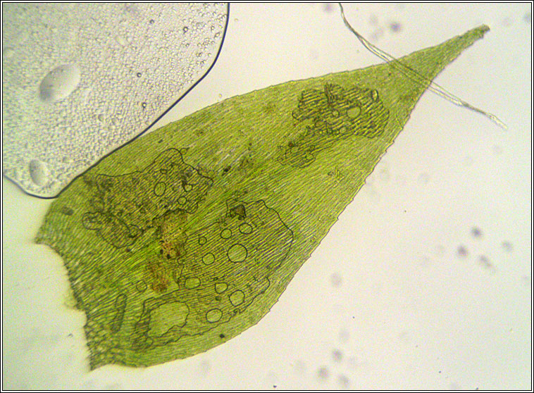 Rhynchostegium confertum, Clustered Feathermoss