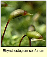 Rhynchostegium confertum, Clustered Feathermoss
