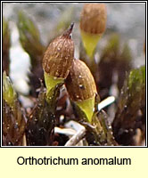 Orthotrichum anomalum