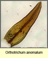 Orthotrichum anomalum