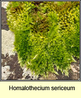 Homalothecium sericeum