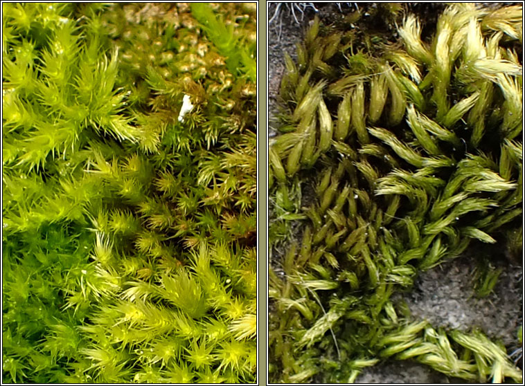 Homalothecium sericeum, Silky Wall Feather-moss