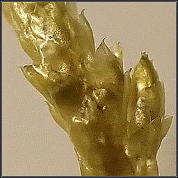 Pseudoscleropodium purum, Neat Feather-moss