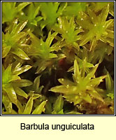 Barbula unguiculata, Bird’s-claw Beard-moss