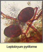 Leptobryum pyriforme, Golden Thread-moss