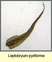 Leptobryum pyriforme, Golden Thread-moss