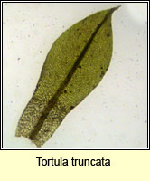 Tortula truncata, Common Pottia
