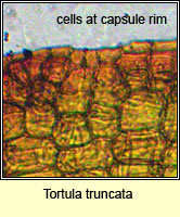 Tortula truncata, Common Pottia
