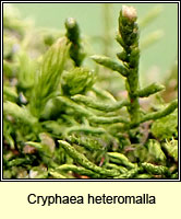 Cryphaea heteromalla, Lateral Cryphaea