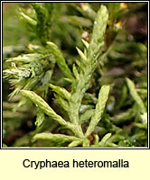 Cryphaea heteromalla, Lateral Cryphaea
