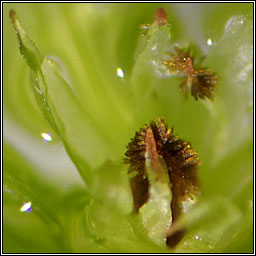 Ulota phyllantha, Frizzled Pincushion