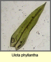 Ulota phyllantha, Frizzled Pincushion