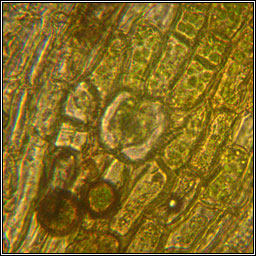 Orthotrichum affine, Lewinskya affinis, Wood Bristle-moss