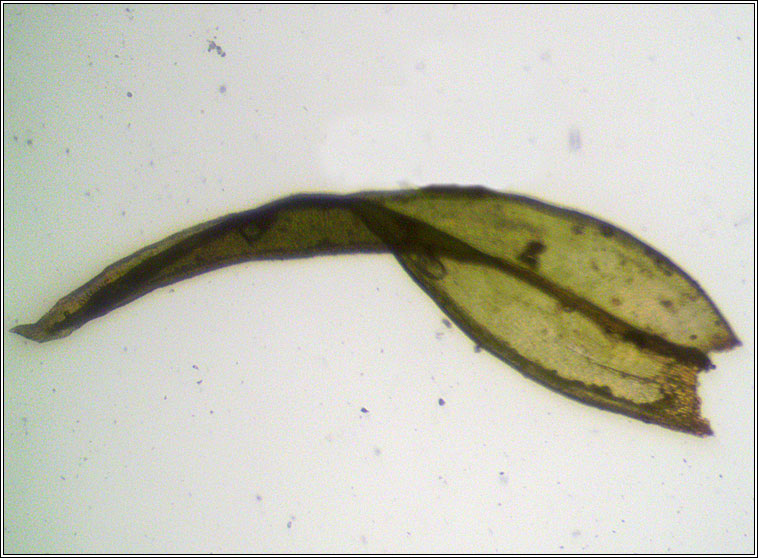 Orthotrichum affine, Lewinskya affinis, Wood Bristle-moss