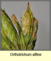 Orthotrichum affine, Wood Bristle-moss