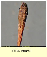 Ulota bruchii, Bruch's Pincushion