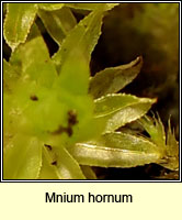 Mnium hornum, Swan's-neck Thyme-moss