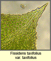 Fissidens taxifolius var taxifolius, Common Pocket-moss