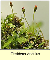 Fissidens viridulus Q, Green Pocket-moss