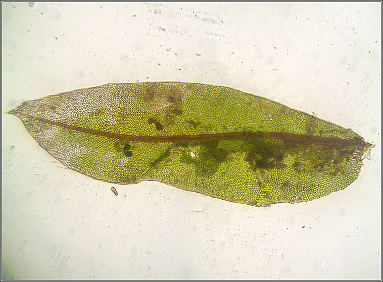 Fissidens viridulus, Green Pocket-moss