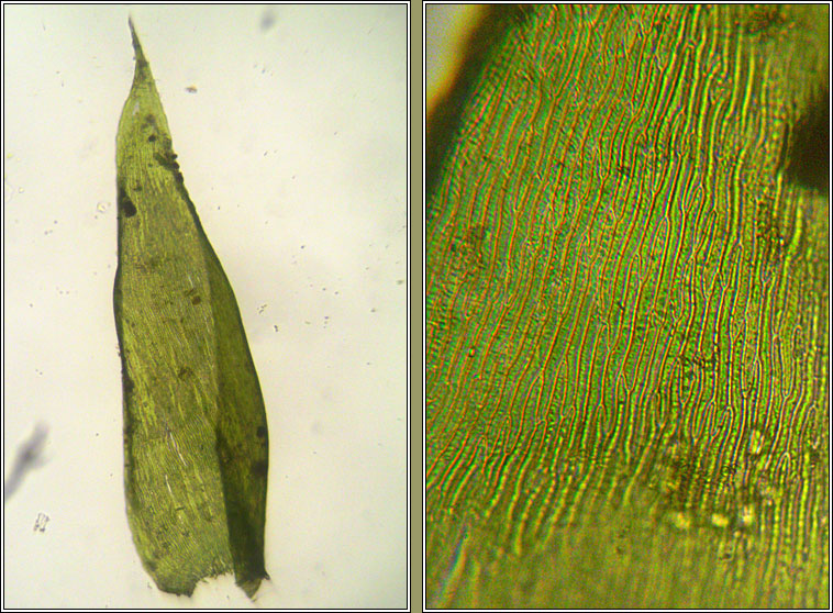 Pseudotaxiphyllum elegans, Elegant Silk-moss