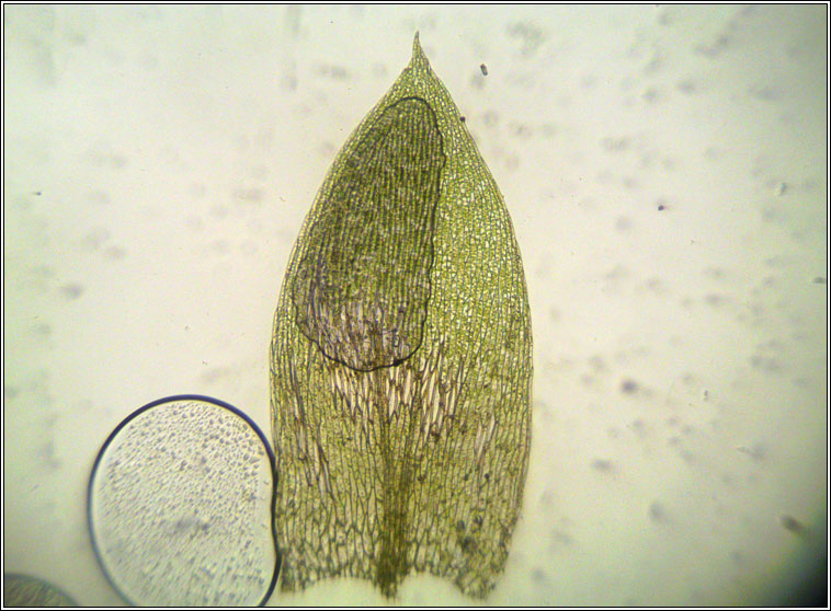 Plagiothecium nemorale, Woodsy Silk-moss