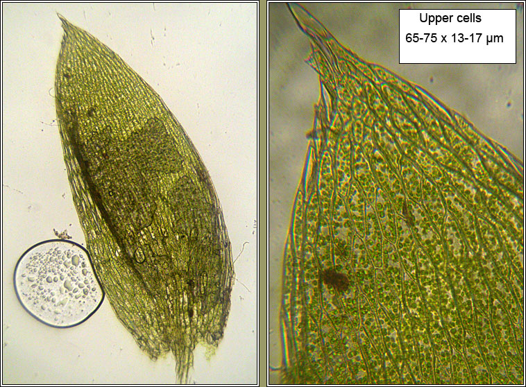 Plagiothecium nemorale, Woodsy Silk-moss