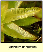 Atrichum undulatum, Common Smoothcap