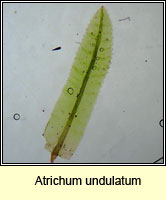 Atrichum undulatum, Common Smoothcap