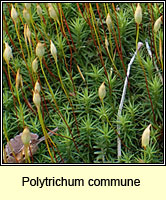 Polytrichum commune, Common Haircap