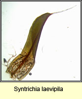 Syntrichia laevipila, Small Hairy Screw-moss